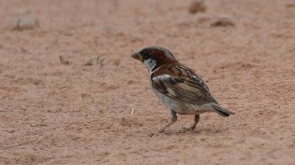 House Sparrow
