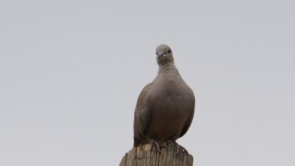 Eurasian Collared Dove