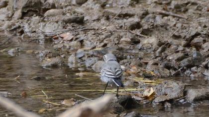 White Wagtail