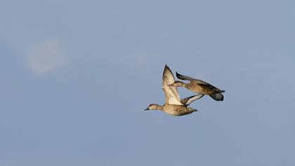 Red-crested Pochard
