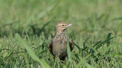Crested Lark