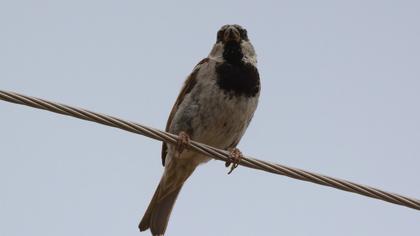 House Sparrow