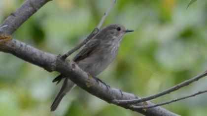 Spotted Flycatcher