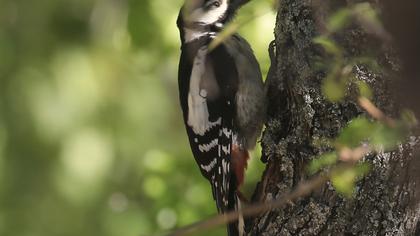 Great Spotted Woodpecker