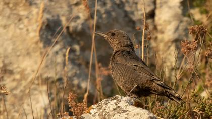 Blue Rock Thrush