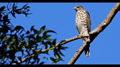 Levant Sparrowhawk