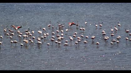 Greater Flamingo