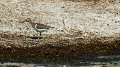 Common Sandpiper