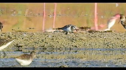 Broad-billed Sandpiper