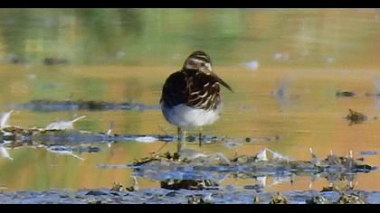 Broad-billed Sandpiper