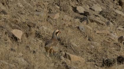 Chukar Partridge