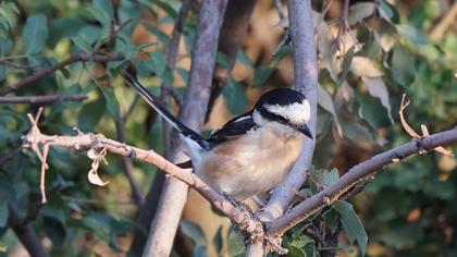 Maskeli örümcekkuşu