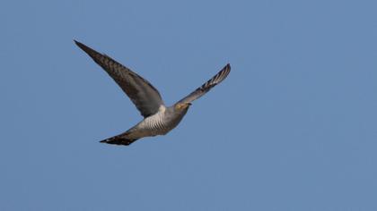 Common Cuckoo