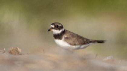 Common Ringed Plover