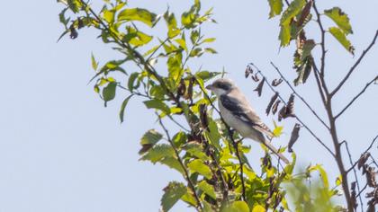Lesser Grey Shrike