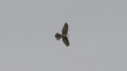 Levant Sparrowhawk