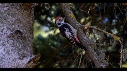 Middle Spotted Woodpecker
