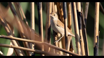 Common Whitethroat