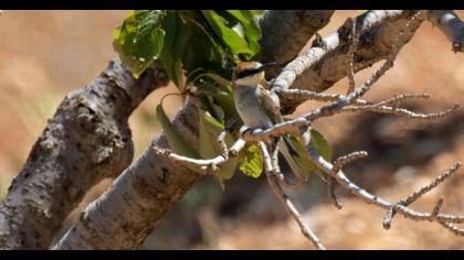 European Bee-eater