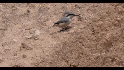 Western Rock Nuthatch