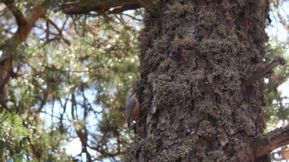 Eurasian Nuthatch
