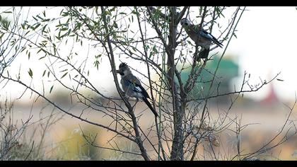 Eurasian Jay