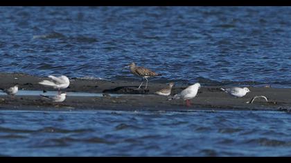 Eurasian Curlew