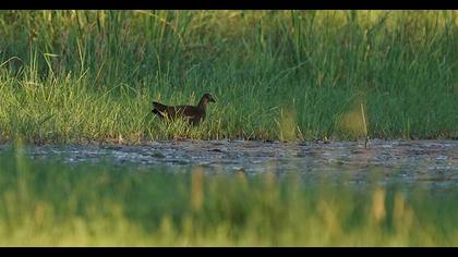 Common Moorhen