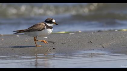 Common Ringed Plover