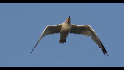 Yellow-legged Gull