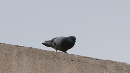 Rock Dove