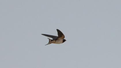 Barn Swallow