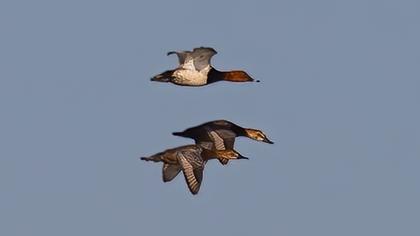 Common Pochard