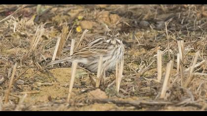 Common Reed Bunting