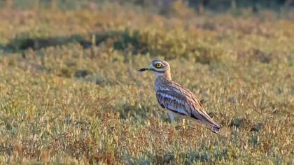 Eurasian Stone-curlew
