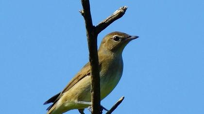 Garden Warbler