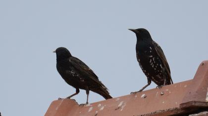 Common Starling