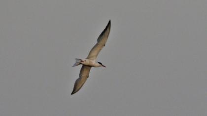 Common Tern