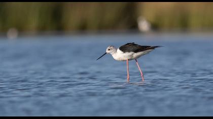 Black-winged Stilt