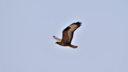 Long-legged Buzzard