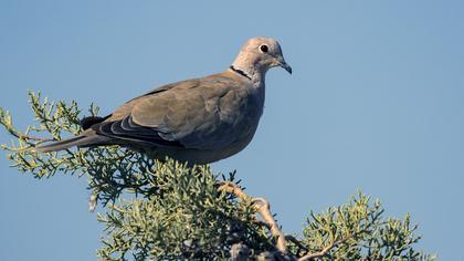 Eurasian Collared Dove