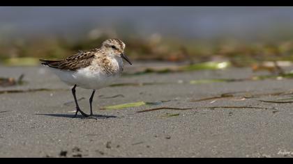 Little Stint