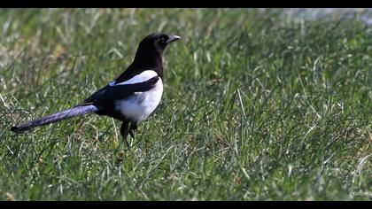 Eurasian Magpie