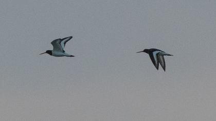 Eurasian Oystercatcher