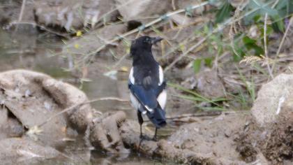 Eurasian Magpie