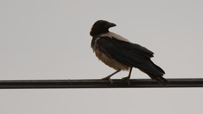Hooded Crow
