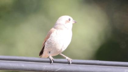 Red-backed Shrike