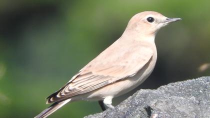 Isabelline Wheatear