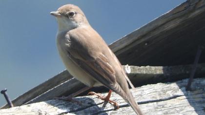 Common Whitethroat