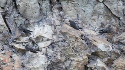 Eurasian Crag Martin